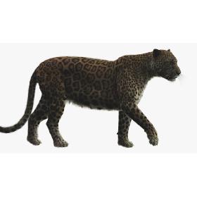 3D Jaguar Rigged model